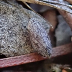 Arawa sp. (genus) (Leafhopper) at Mount Painter - 27 Apr 2020 by CathB