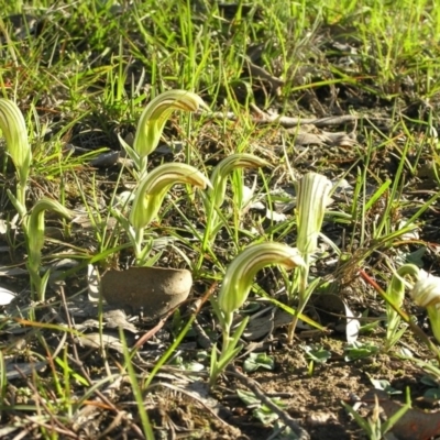 Diplodium truncatum (Little Dumpies, Brittle Greenhood) at Gang Gang at Yass River - 12 Apr 2020 by SueMcIntyre