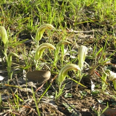 Diplodium truncatum (Little Dumpies, Brittle Greenhood) at Yass River, NSW - 13 Apr 2020 by SueMcIntyre