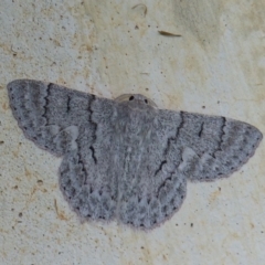 Crypsiphona ocultaria (Red-lined Looper Moth) at Black Range, NSW - 29 Apr 2020 by MatthewHiggins