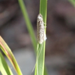 Ceromitia leptosticta (A Fairy moth) at Cook, ACT - 27 Apr 2020 by CathB