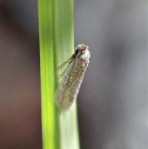 Ceromitia leptosticta at Cook, ACT - 27 Apr 2020 12:46 PM