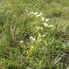 Centaurium erythraea (Common Centaury) at Gang Gang at Yass River - 22 Apr 2020 by SueMcIntyre