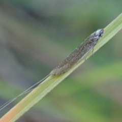 Ceromitia (genus) (A Fairy moth) at Mount Painter - 28 Apr 2020 by CathB