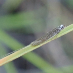 Ceromitia (genus) at Cook, ACT - 28 Apr 2020 05:30 PM