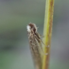 Ceromitia (genus) at Cook, ACT - 28 Apr 2020