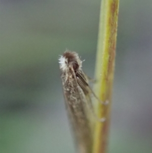 Ceromitia (genus) at Cook, ACT - 28 Apr 2020