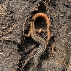 Ctenotus taeniolatus (Copper-tailed Skink) at Bundanoon, NSW - 5 Apr 2020 by BLSHTwo