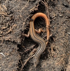 Ctenotus taeniolatus at Bundanoon, NSW - 5 Apr 2020