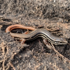 Ctenotus taeniolatus at Bundanoon, NSW - 5 Apr 2020