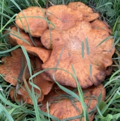 Unidentified Fungus at Wingecarribee Local Government Area - 10 Apr 2020 by BLSHTwo