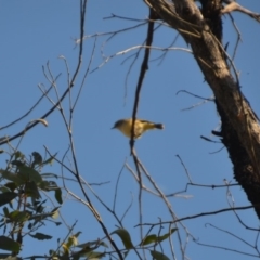 Acanthiza chrysorrhoa (Yellow-rumped Thornbill) at Wamboin, NSW - 14 Apr 2020 by natureguy