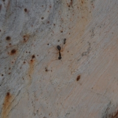 Camponotus sp. (genus) (A sugar ant) at Wamboin, NSW - 14 Apr 2020 by natureguy