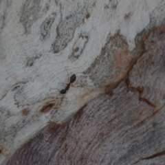 Camponotus sp. (genus) at Wamboin, NSW - 14 Apr 2020