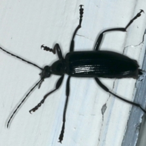 Tanychilus sp. (genus) at Ainslie, ACT - 27 Nov 2019 10:43 PM