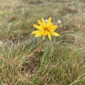 Microseris lanceolata at Kosciuszko National Park, NSW - 8 Mar 2020