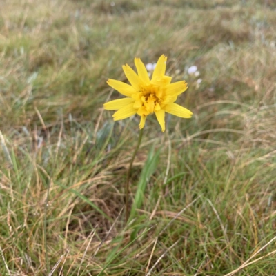 Microseris lanceolata (Yam Daisy) at Kosciuszko National Park, NSW - 8 Mar 2020 by dhaagun