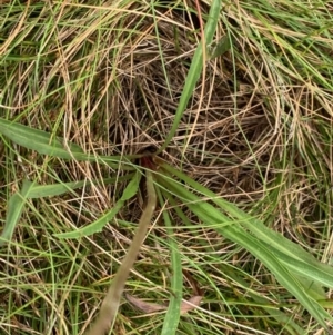 Microseris lanceolata at Kosciuszko National Park, NSW - 8 Mar 2020