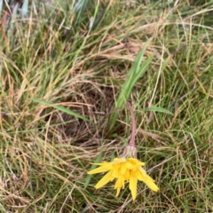 Microseris lanceolata at Kosciuszko National Park, NSW - 8 Mar 2020