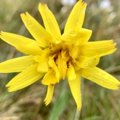 Microseris lanceolata at Kosciuszko National Park, NSW - 8 Mar 2020