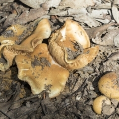 Cortinarius sp. (Cortinarius) at O'Connor, ACT - 28 Apr 2020 by Alison Milton