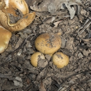 Cortinarius sp. at O'Connor, ACT - 28 Apr 2020