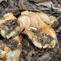 Cortinarius sp. at O'Connor, ACT - 28 Apr 2020