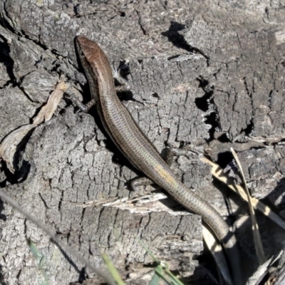 Lampropholis delicata (Delicate Skink) at Bruce Ridge - 28 Apr 2020 by AlisonMilton