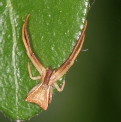 Sidymella trapezia (Trapezoid Crab Spider) at Melba, ACT - 20 Jan 2012 by Bron