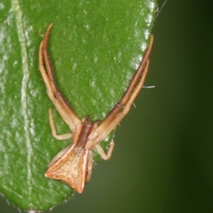 Sidymella trapezia at Melba, ACT - 20 Jan 2012