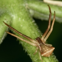 Sidymella trapezia at Melba, ACT - 20 Jan 2012