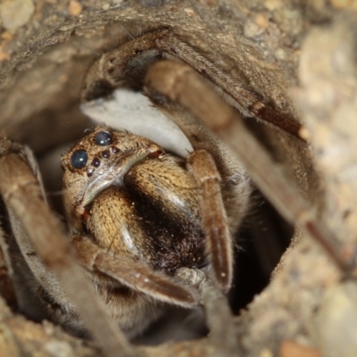 Lycosidae (family) (Wolf spider) at Melba, ACT - 22 Jan 2012 by Bron