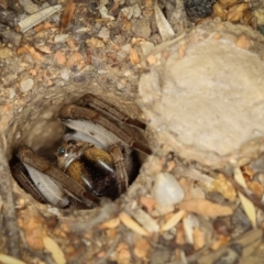 Lycosidae (family) at Melba, ACT - 22 Jan 2012