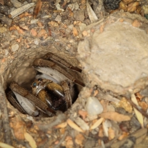 Lycosidae (family) at Melba, ACT - 22 Jan 2012 11:29 AM