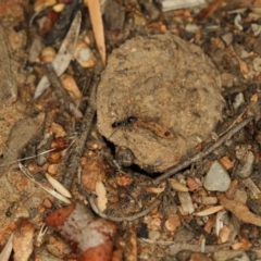 Lycosidae (family) at Melba, ACT - 22 Jan 2012