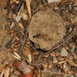 Lycosidae (family) at Melba, ACT - 22 Jan 2012