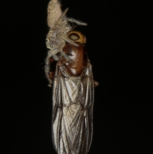 Opisthoncus sp. (genus) at Melba, ACT - 23 Jan 2012