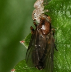 Opisthoncus sp. (genus) at Melba, ACT - 23 Jan 2012 03:59 PM