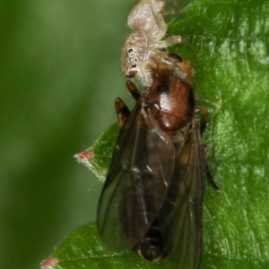 Opisthoncus sp. (genus) at Melba, ACT - 23 Jan 2012 03:59 PM