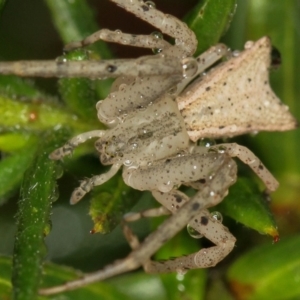 Sidymella sp. (genus) at Melba, ACT - 29 Jan 2012