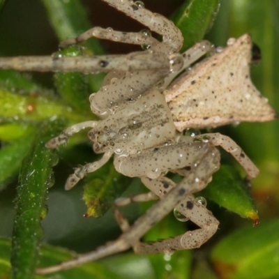 Sidymella sp. (genus) (A crab spider) at Melba, ACT - 28 Jan 2012 by Bron