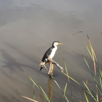 Microcarbo melanoleucos (Little Pied Cormorant) at Franklin, ACT - 28 Apr 2020 by j4ck