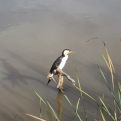 Microcarbo melanoleucos (Little Pied Cormorant) at Gungaderra Creek Ponds - 28 Apr 2020 by j4ck