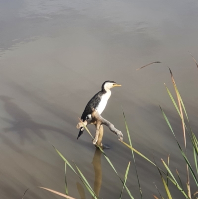 Microcarbo melanoleucos (Little Pied Cormorant) at Gungaderra Creek Ponds - 28 Apr 2020 by j4ck