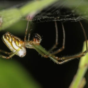 Leucauge dromedaria at Melba, ACT - 8 Jan 2012