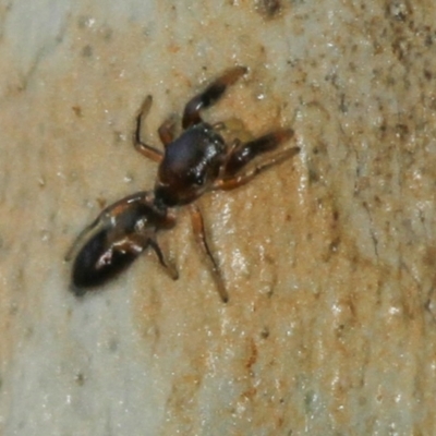 Rhombonotus gracilis (Graceful Ant Mimic) at Melba, ACT - 31 Jan 2012 by Bron