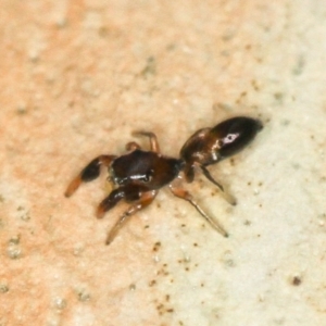 Rhombonotus gracilis at Melba, ACT - 31 Jan 2012