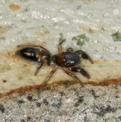 Rhombonotus gracilis at Melba, ACT - 31 Jan 2012