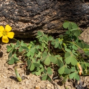 Oxalis sp. at Bumbalong, NSW - 27 Apr 2020 11:38 AM