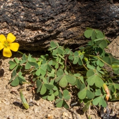 Oxalis sp. (Wood Sorrel) at Bumbalong, NSW - 27 Apr 2020 by Ad